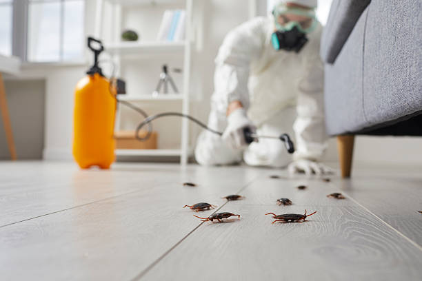 Trusted Cockroach Control service in Portland, ME - Nex Pest Control